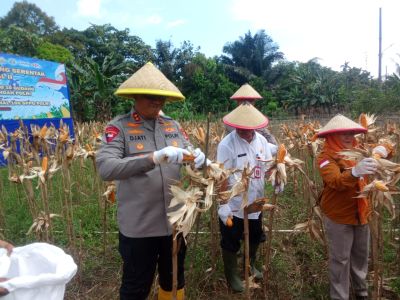 Panen Raya Jagung di Tarakan, Kapolda Kaltara Ajak Semua Pihak Perkuat Ketahanan Pangan