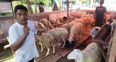 Idul Adha 2026: Intip Uniknya Domba Texel Silang Australia Mata Bule di Lapak Kurban Area Makam Trah HB II dijual Rp 5 Jutaan