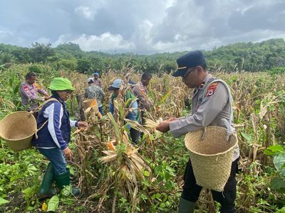 Gandeng Dinas Pertanian-Kelompok Tani Desa Amdasa, Polsek Wertamrian Gelar Panen Raya Jagung