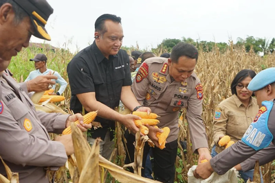 Polda Papua Tengah Ikut Panen Raya Jagung di Nabire, Kuatkan Ketahanan Pangan Daerah