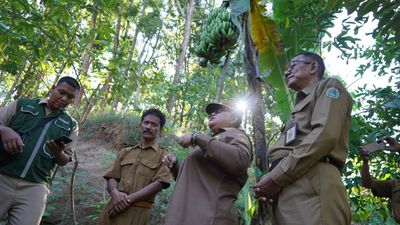 Bermula Dari KKN UGM, Pisang Ambon di Gunungkidul Bikin Geger Kebal Virus Hingga Panen Berlapis
