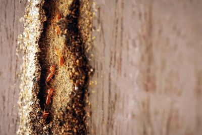 7 Cara Membasmi Rayap Kayu Kering di Lemari, Jangan Tunggu Sampai Keropos!