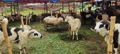 Petugas DKP3 Kota Serang Temukan Satu Hawan Kurban Yang Dijual Dilapak Mengalami Sakit ORF
