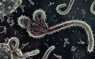 Kemenkes Tingkatkan Pengawasan usai WHO Tetapkan Ebola di Kongo Darurat Global