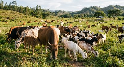 Cek Kisaran Harga Sapi dan Kambing Jelang Idul Adha 2026 di Jambi Terbaru