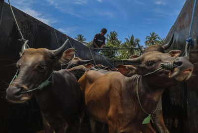 Baznas Jawa Barat Umumkan Harga Kurban Kambing hingga Sapi Limosin 2026