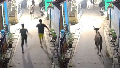 Lagi Asyik Nongkrong, Warga di Bekasi Mendadak Heboh Dikejar Sapi