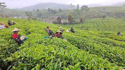 Hari Teh Internasional dan Kisah Panjang Budaya Minum Teh di Indonesia