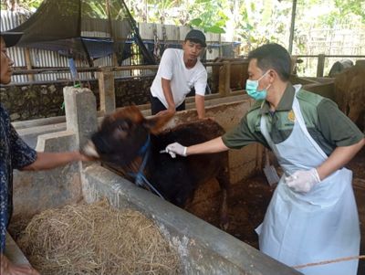 Persiapan Idul Adha, Jateng Jadi Provinsi yang Banyak Mengkurbankan hewan