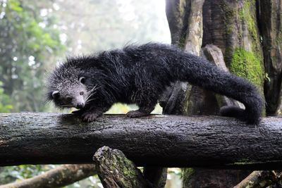Fakta Menarik Hewan Binturong yang Baunya Seperti Popcorn