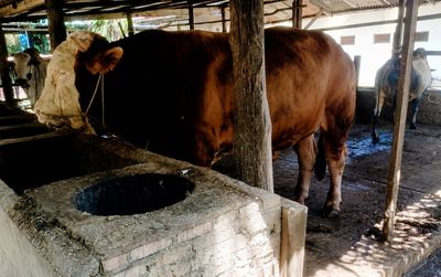 Bolehkah Niat Kurban untuk Almarhum Orang Tua? Ini Penjelasannya