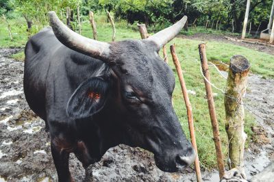 Update Terbaru Harga Sapi dan Kambing Kurban 2026 di Kawasan Kalimantan Timur