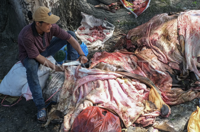 Momentum Idul Adha Jadi Berkah Pengepul Kulit Sapi di Kota Malang