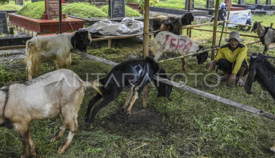 Lapak Kurban di Kota Batu Mulai Sepi, Pemkot Sebut Warga Kini Pilih Beli Mendekati Hari Raya