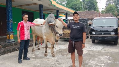Sapi Bimaseta Berbobot 970 Kg Milik Peternak Muda Klaten Terpilih Jadi Hewan Kurban Presiden Prabowo