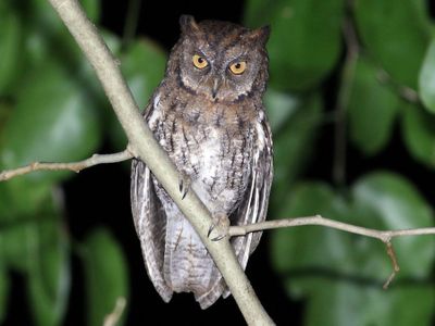 7 Satwa Endemik Lombok, Ada Burung Hantu Celepuk Rinjani