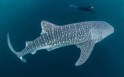 Surga Bawah Laut Nabire, Ini Rekomendasi Spot Diving Terbaik