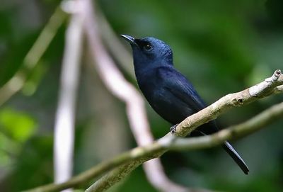 Burung Sikatan, Hewan Endemik di Pulau Biak