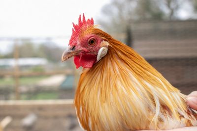 Sering Jadi Pertanyaan, Ini Alasan Kenapa Ayam Tidak Sah Dijadikan Hewan Kurban