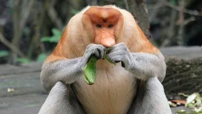 Bekantan, Satwa Endemik Ikon Tarakan yang Populasinya Mulai Meningkat