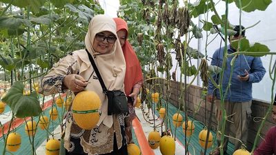 Wisata Petik Melon Super, Destinasi Baru di Deswita Sabo Dam Nglumut