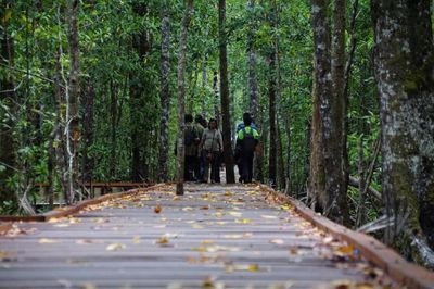 Ekowisata Mangrove Pomako, Ikon Wisata Tersembunyi di Mimika