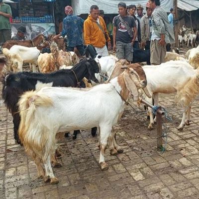 3 Syarat Hewan Kurban yang Sah Menurut Syariat Islam (Wajib Tahu!)