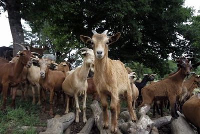 Syarat Penyembelih Hewan dalam Islam agar Daging Halal dan Sah Dikonsumsi