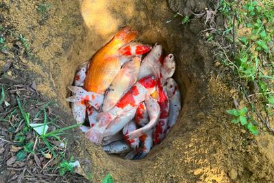 Blackout Massal di Pekanbaru Sisakan Duka dan Kerugian, Ikan Koi Wali Kota Mati hingga UMKM Lumpuh