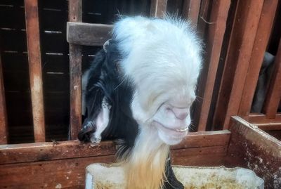 Jangan Asal Pilih, Mengecek Gigi Hewan Kurban Jadi Penentu Sah atau Tidaknya Ibadah