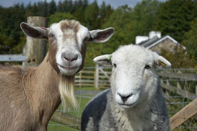 Sering Dikira Sama, Ini Perbedaan Mendasar Kambing dan Domba