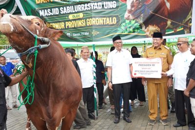 Sapi Kurban Presiden Seberat 1,13 Ton Diserahkan ke Masjid Sabilurrasyad UNG