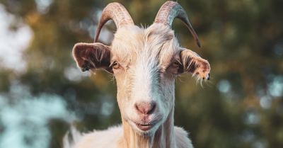 Beda Kambing dan Domba: Ciri Fisik, Perilaku, dan Hukumnya untuk Kurban