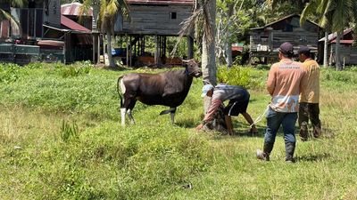 Sapi Kurban Bantuan Presiden dan Pemkab Nunukan Mulai Didistribusikan