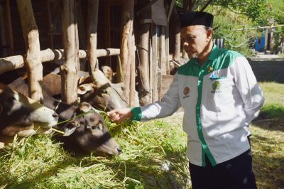 Sambut Iduladha, ASN Kemenag Bener Meriah Siapkan 5 Ekor Sapi Kurban