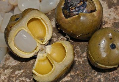 Buah Lontar Jadi Kekayaan Alam Khas Kabupaten Jayapura