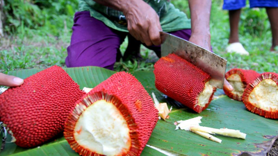Buah Merah Khas Papua Jadi Superfood Alami Bernilai Tinggi
