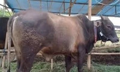 APPSBDI Minta Pemprov NTB Siapkan Solusi Usai Larangan Sapi Kembali ke Daerah