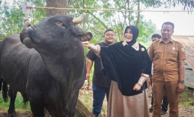 Illiza Serahkan Sapi Kurban Presiden untuk Warga Banda Aceh