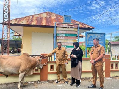 65 Sapi dan 17 Kambing Dikumpulkan ASN Banda Aceh untuk Kurban