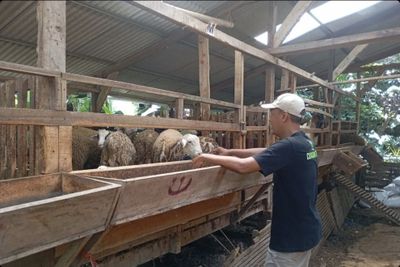 Sebanyak 700 Juru Sembelih Jateng Sudah Punya Sertifikat Halal dalam Pemotongan Hewan Kurban