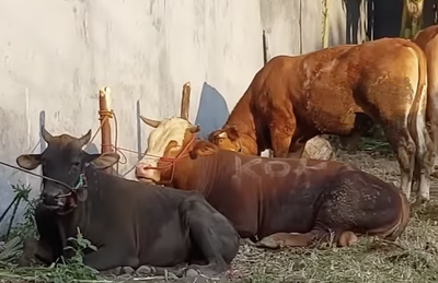 Kenapa Patungan Sapi Kurban Dilakukan 7 Orang? Ini Penjelasan dan Makna di Baliknya