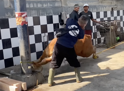 Sentuhan Tenang Sebelum Kurban, Teknik Merebahkan Sapi Tanpa Menyakiti ala Juleha Malang