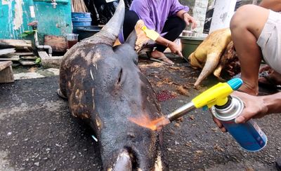 Tips Membersihkan Kepala Sapi dengan Alat Sederhana, Hasil Maksimal dan Sangat Bersih