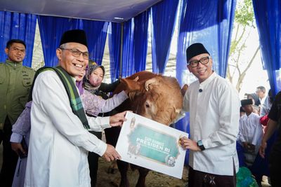 Presiden Prabowo Beri Bantuan 16 Sapi Kurban untuk Lampung, 1 Ekor Bobot 1,15 Ton Diserahkan Gubernur Mirza