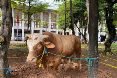 Masjid Istiqlal Tak Lagi Bagi Daging Kurban Pakai Kupon, Ini Alasannya