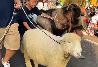 Domba Merino Jadi Primadona Iduladha 1447 H, Wajah Imut dan Bulu Tebalnya Curi Perhatian