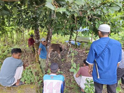 Dompet Dhuafa Maluku Sebar 180 Sapi ke Pelosok di Momen Idul Adha 1447 H