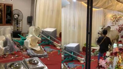 Jelang Idul Adha, Sapi Kurban Bikin Tenda Pernikahan di Banyumas Porak-Poranda