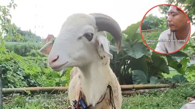 Pedagang Ini Punya Alasan Unik Mengapa Kambingnya Belum Terjual Saat Idul Adha